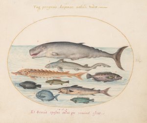 プレート 2: マッコウクジラ、チョウザメ、サメ、その他の魚 作： Joris Hoefnagel