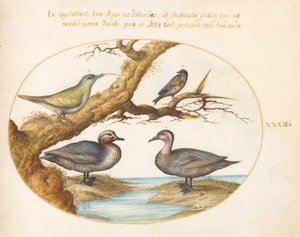 プレート 32: アオコガモ、アオゲラの幼鳥、およびその他の 2 羽の鳥 作： Joris Hoefnagel