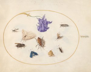 プレート 33: 他の昆虫とオダマキの花を持つ蛾と蝶 作： Joris Hoefnagel