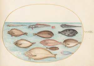 Plate 33: ヒラメとカレイとカレイ(?) 作： Joris Hoefnagel