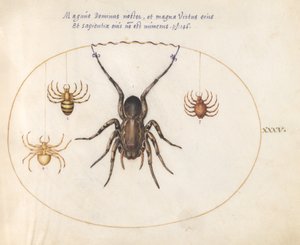プレート 35: オオカミのクモ (?) と他の 3 つのクモ 作： Joris Hoefnagel