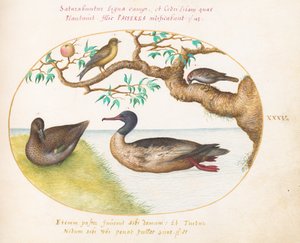 プレート 35: 雌の緑翼コガモ、アカマツアイサ(?)、スズメ、アオヒワ(?) 作： Joris Hoefnagel