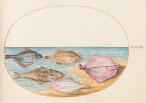 Plate 35: ヒラメ(?)と他のヒラメの裏側 作： Joris Hoefnagel