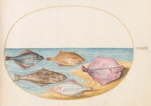 図版35：ターボット（？）とその他のカレイ目の魚の腹側 作： ヨリス・ヘフナーゲル