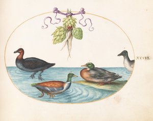 プレート 36: アーティ チョークを持つ赤胸のアイサ、ハシビロコウ、その他 2 羽の水鳥 作： Joris Hoefnagel
