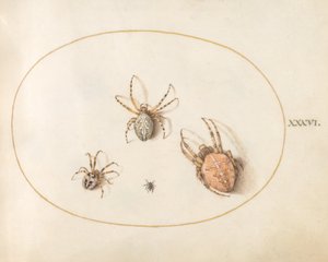 プレート 36: 3 つの大きなクモと 1 つの小さなクモ 作： Joris Hoefnagel