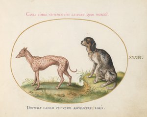プレート 36: 2 つの斑点のある猟犬 作： Joris Hoefnagel