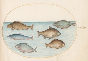 プレート 37: コイを含む 6 匹の魚 作： Joris Hoefnagel