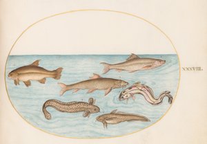 プレート 38: バーボット、ロックリング、その他の魚 作： Joris Hoefnagel