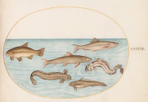 図版38：カワメンタイ、モタラ、その他の魚 作： ヨリス・ヘフナーゲル