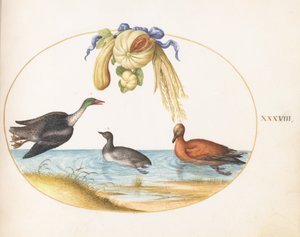 第38図版：ウミアイサ、ほかの2羽の水鳥、メロンとウリの花綱 作： ヨリス・ヘフナーゲル