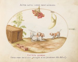 プレート 39: 木枠とブドウの房を持つ 3 匹の子犬 作： Joris Hoefnagel