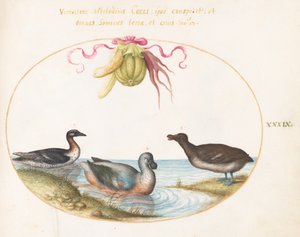 プレート 39: 3 羽の水鳥、1 羽の青い足、農産物の花輪の下 作： Joris Hoefnagel