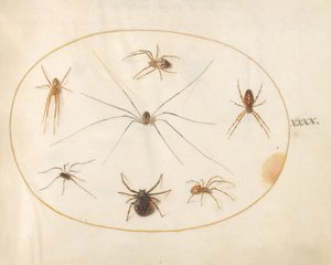 プレート 40: エイト スパイダー 作： Joris Hoefnagel