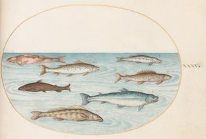 プレート 40: サーモン、トラウト、淡水(?) 魚 作： Joris Hoefnagel