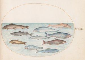 図版41：コレゴヌス科の魚(?)とその他の魚 作： ヨリス・ヘフナーゲル