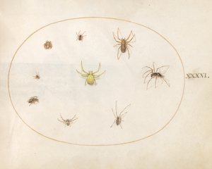 プレート 41: 8 つのクモに囲まれた黄色いクモ 作： Joris Hoefnagel