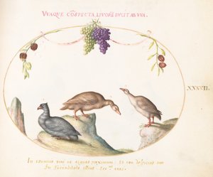 プレート 42: 3 番目の鳥とぶら下がっているブドウを持つ 2 つの灰色のガチョウ 作： Joris Hoefnagel