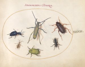 プレート 43: ゴールデン ブルームド グレー ロングホーン (?)、タンジー カブトムシ (?)、ゴキブリ、バッタ、その他の昆虫 作： Joris Hoefnagel