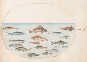 プレート 43: 15 匹の魚 作： Joris Hoefnagel