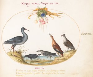 プレート 43: 花輪を眺めているサンドパイパーとその他の海岸の鳥 作： Joris Hoefnagel