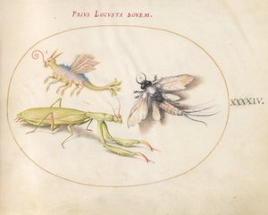 プレート 44: カマキリとカゲロウと架空の昆虫 作： Joris Hoefnagel