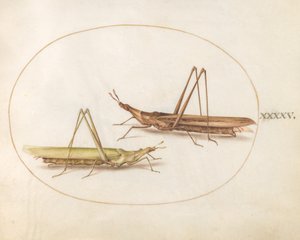 Plate 45: 2頭のバッタ(?) 作： Joris Hoefnagel