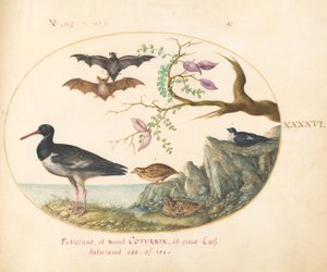 プレート 46: 水辺のコウモリ、ウズラ、ミヤコドリ(?) 作： Joris Hoefnagel
