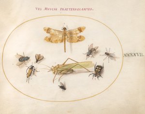 プレート 47: トンボ、バッタ、イエバエ、ハシボソムシ、カブトムシ、その他の昆虫 作： Joris Hoefnagel