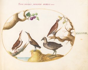 プレート 48: ヘーゼル ナッツとイチジクを添えたウッド ライチョウ、レール、カーリュー 作： Joris Hoefnagel