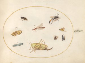 プレート 49: バッタ、毛虫、蝶、蛾、その他の昆虫 作： Joris Hoefnagel