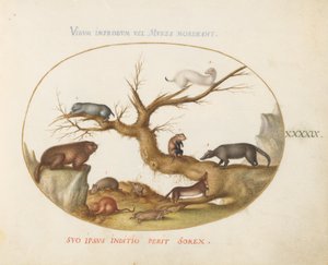 プレート 49: マーモット、ハムスター、ラット、フィールド マウス、トガリネズミ、およびハナグマ 作： Joris Hoefnagel