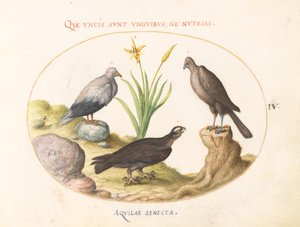 プレート 4: エジプシャン ハゲワシ、オオタカ (?)、および「Aquila Heteropode」 (短いつま先のワシ?) 作： Joris Hoefnagel