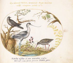 プレート 50: アボセットと他の 2 羽の鳥 作： Joris Hoefnagel