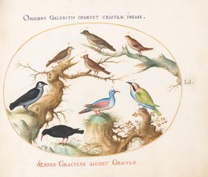 プレート51：クロスビーク、チョウ、ハチクイ、その他の鳥 作： Joris Hoefnagel