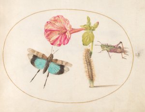 プレート 51: 4 時の花のあるバッタと毛虫 作： Joris Hoefnagel