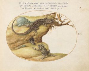 プレート 51: 2 匹のトカゲ、ヒキガエルまたはカエル、およびイモムシ 作： Joris Hoefnagel
