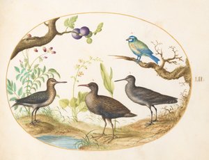 プレート 52: シジュウカラと 3 羽の渡り鳥とイチジクの木 作： Joris Hoefnagel