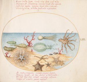 プレート 53: ナマコ、サンゴ、タコ、ヒトデ、イカ、その他の海の生き物 作： Joris Hoefnagel