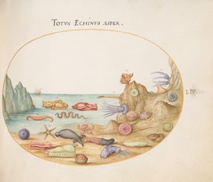 プレート 54: ナマコ、ウニ、ヒトデ、イラクサ、「うさぎ」、およびその他の海洋生物 作： Joris Hoefnagel