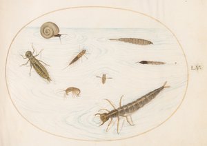プレート 55: カタツムリを含む水生昆虫と無脊椎動物 作： Joris Hoefnagel