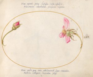 プレート 56: バラのつぼみと崩壊するピンクのバラ 作： Joris Hoefnagel