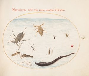プレート56：ミズサソリ、水量計、池スケーター、アカミズクイダニ、ヒル(?)、その他の水虫 作： Joris Hoefnagel