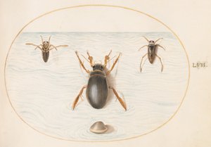 プレート 57: ダイビング カブトムシとバックスイマーの 2 つのビュー 作： Joris Hoefnagel