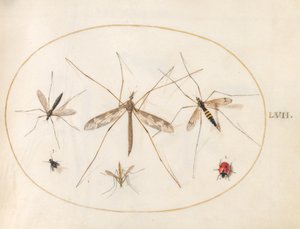 プレート 57: てんとう虫、ハエ、その他 4 匹の昆虫 作： Joris Hoefnagel