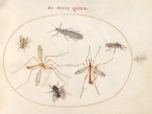 プレート 58: ハチと他の 5 匹の昆虫 作： Joris Hoefnagel