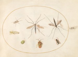 プレート 59: サンザシ シールド バグ、ツル ハナアブ、ハナアブを含む 7 つの昆虫 作： Joris Hoefnagel