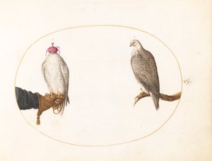 プレート 5: 頭巾をかぶったハヤブサとその野生の仲間 作： Joris Hoefnagel