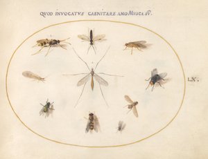 プレート 60: ハエとその他の昆虫 作： Joris Hoefnagel
