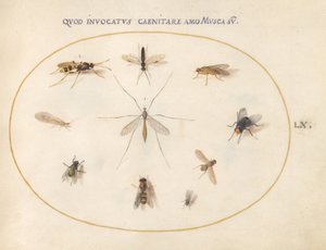 第60図 ハエとその他の昆虫 1575/80年頃 （水彩、ガッシュ、金、ベラム） 作： Joris Hoefnagel